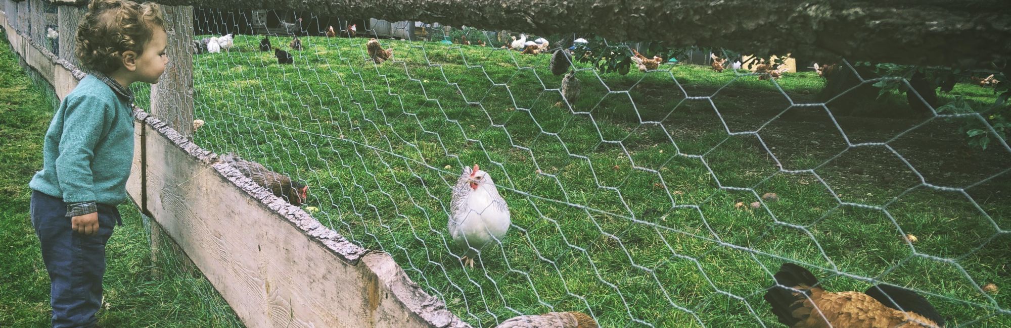 toddler looking through fence at free range chickens outside